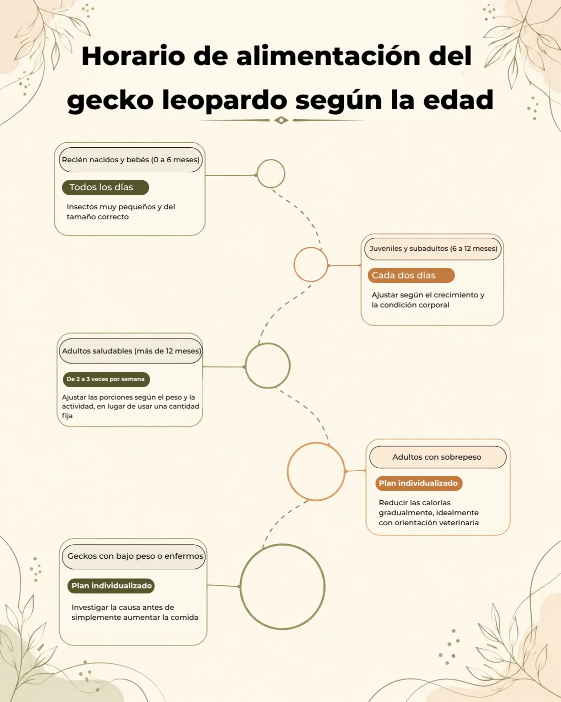 Gecko leopardo: dieta y cuidados de alimentación 2 Gecko leopardo: dieta y cuidados - horario de alimentación según la edad, desde recién nacidos hasta adultos