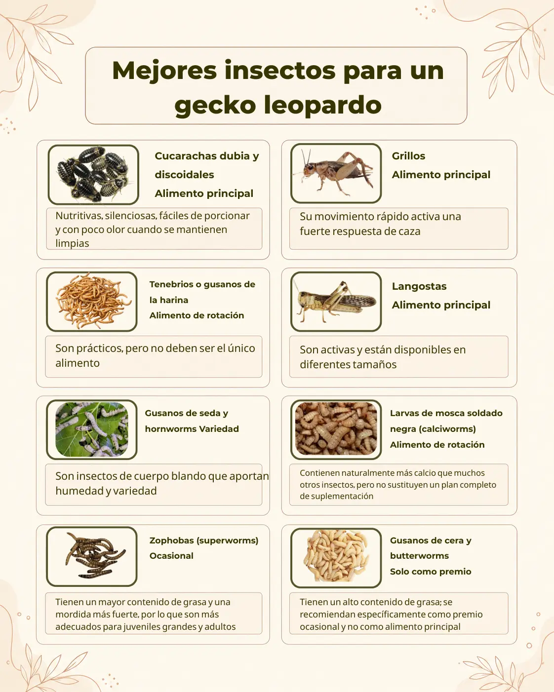 Gecko leopardo: dieta y cuidados de alimentación 1 Gecko leopardo: dieta y cuidados, mejores insectos como grillos, cucarachas dubia y gusanos de la harina