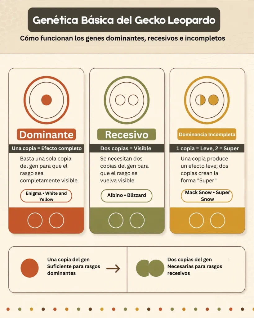 genetica-basica-infografia
