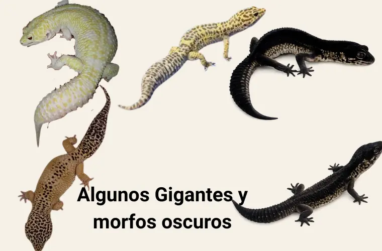 Morfos del gecko leopardo: guía práctica de tipos, colores y genética 9 gigantes-morfos-oscuros