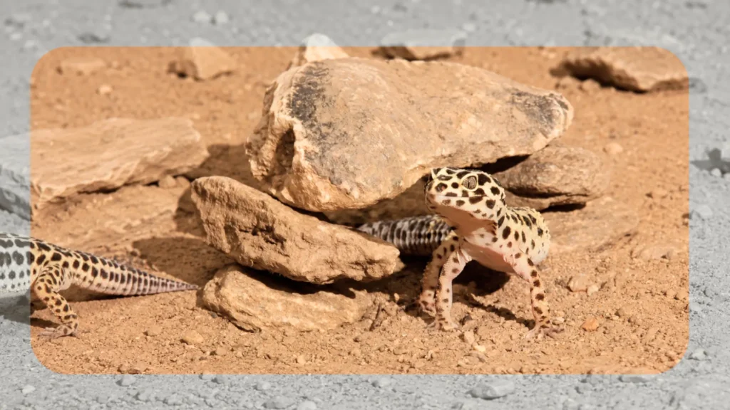 ¿Qué es un gecko leopardo? Guía completa sobre datos, hábitat, tamaño, esperanza de vida y cuidados 2 gecko leopardo habitat rocoso split