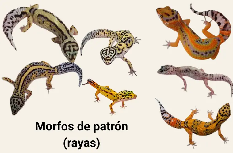 Morfos del gecko leopardo: guía práctica de tipos, colores y genética 8 morfos-patron-rayas