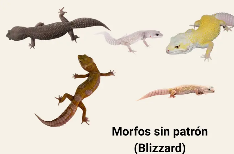 Morfos del gecko leopardo: guía práctica de tipos, colores y genética 4 morfos-sin-patron-blizzard