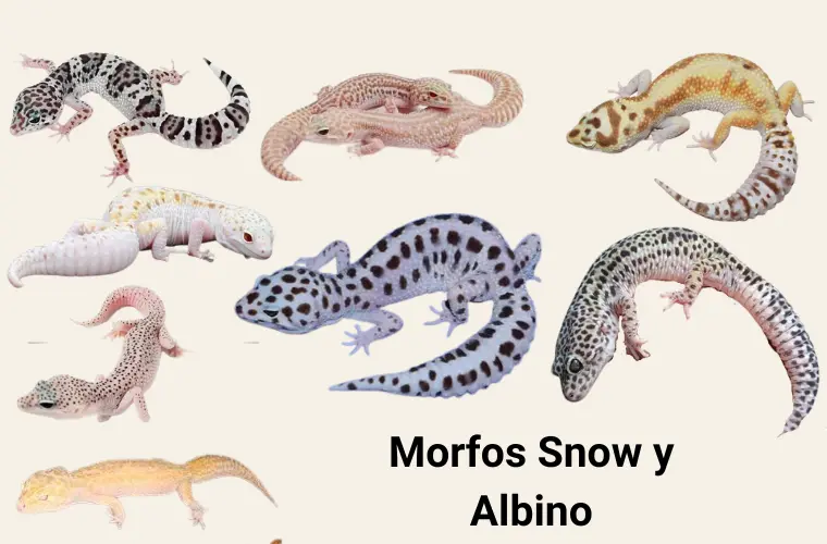 Morfos del gecko leopardo: guía práctica de tipos, colores y genética 6 morfos-snow-albino