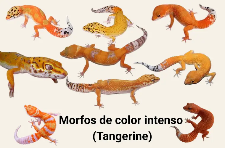 Morfos del gecko leopardo: guía práctica de tipos, colores y genética 7 morfos-tangerine