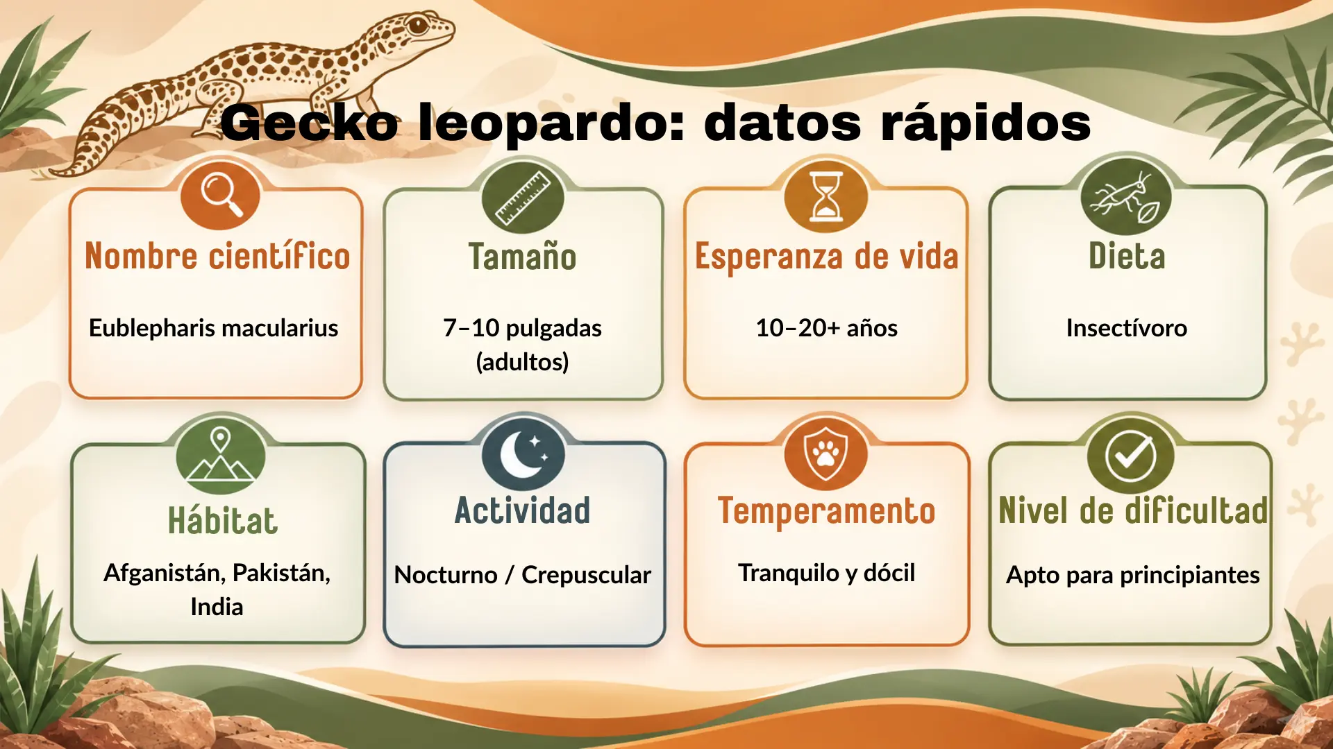 ¿Qué es un gecko leopardo? Guía completa sobre datos, hábitat, tamaño, esperanza de vida y cuidados 1 Infografía de datos rápidos del gecko leopardo: nombre científico, hábitat, dieta y esperanza de vida
