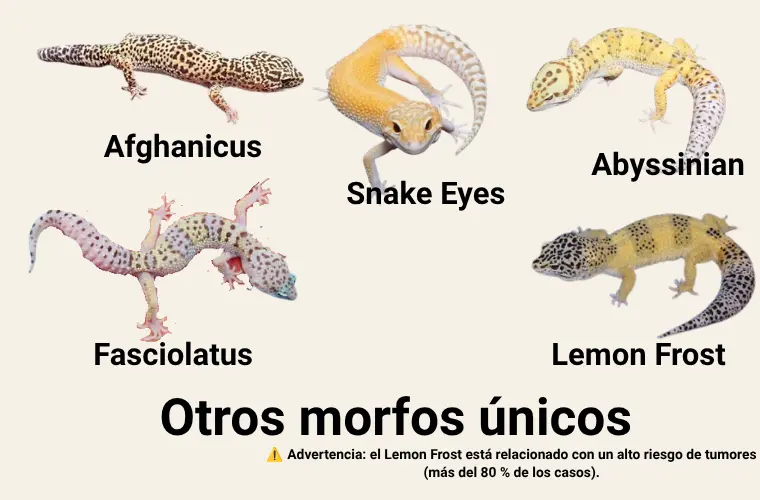 Morfos del gecko leopardo: guía práctica de tipos, colores y genética 5 otros-morfos-unicos