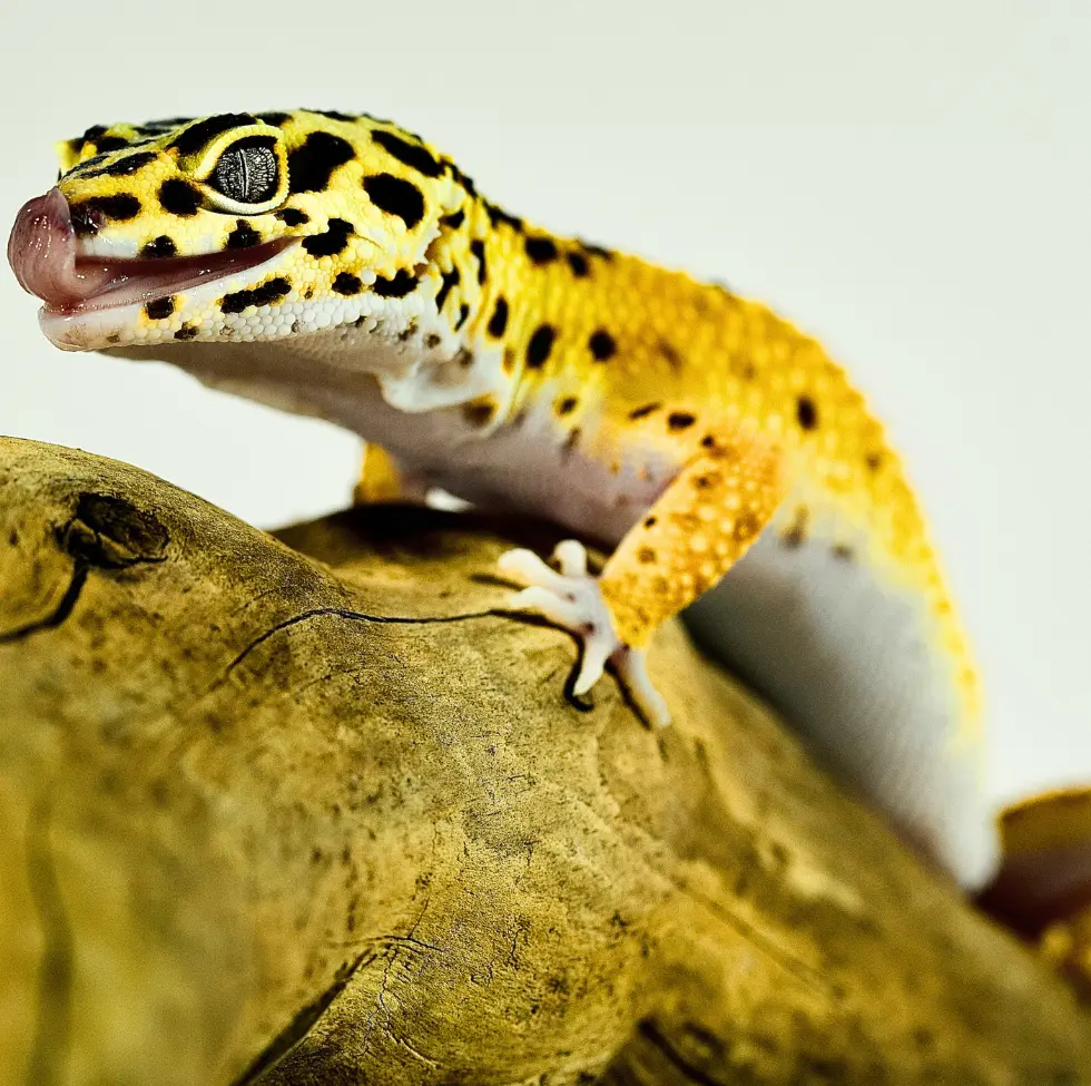 ¿Qué es un gecko leopardo? Guía completa sobre datos, hábitat, tamaño, esperanza de vida y cuidados 6 tangerine-e-morpho